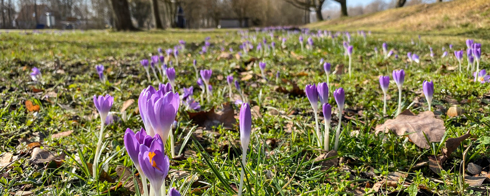 Wiese mit blühenden Krokussen